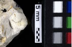 Foto (Detailansicht) von Galatheites cf. diasema (Robins, Feldmann, Schweitzer & Bonde, 2016) (NHMW-GEO-1990-0041-0163)